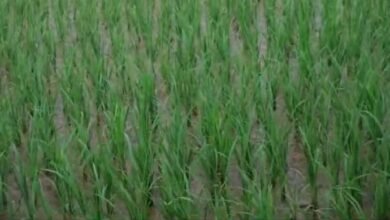 Natural Farming: राष्ट्रीय प्राकृतिक खेती मिशन का हुआ आयोजन, प्राकृतिक खेती की तकनीक से किया जाएगा जागरूक 10 राष्ट्रीय प्राकृतिक खेती मिशन का हुआ आयोजन, प्राकृतिक खेती की तकनीक से किया जाएगा जागरूक