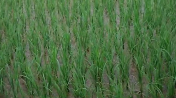 Natural Farming: राष्ट्रीय प्राकृतिक खेती मिशन का हुआ आयोजन, प्राकृतिक खेती की तकनीक से किया जाएगा जागरूक 1 राष्ट्रीय प्राकृतिक खेती मिशन का हुआ आयोजन, प्राकृतिक खेती की तकनीक से किया जाएगा जागरूक