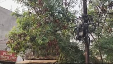 पेड़ों पर लटके तार बजा रहे खतरे की घंटी, कभी भी हो सकती है बड़ी घटना