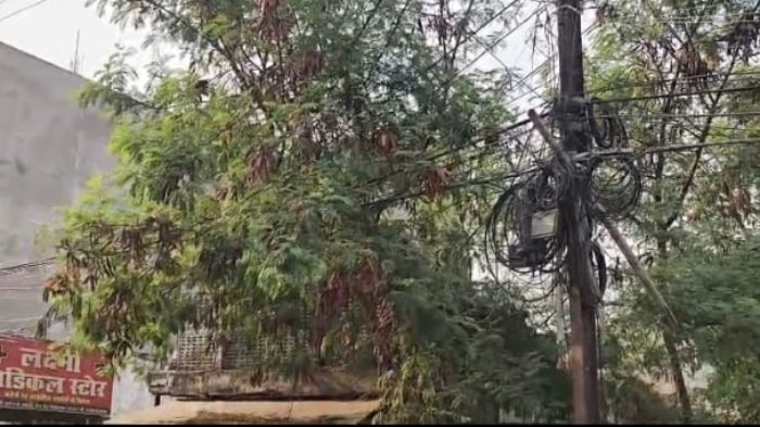 पेड़ों पर लटके तार बजा रहे खतरे की घंटी, कभी भी हो सकती है बड़ी घटना