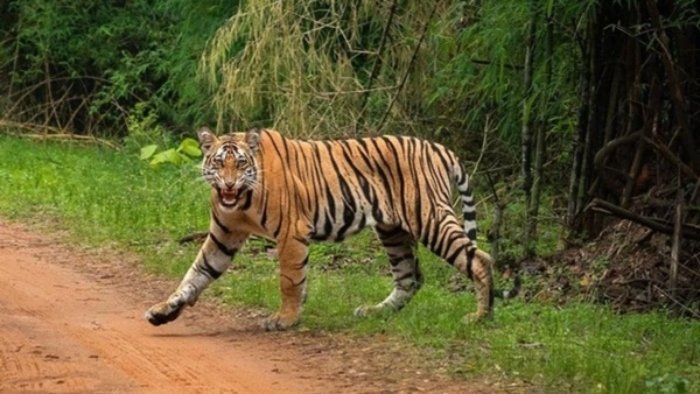Tiger Terror: बाघ ने ली 4 लोगों की जान, दहशत में ग्रामीण 1 बाघ ने ली 4 लोगों की जान, दहशत में ग्रामीण