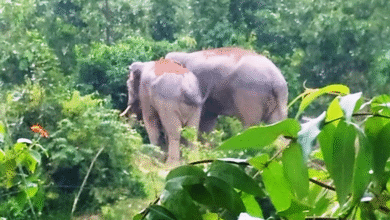 रतनपुर में घूम रहे जंगली हाथी, वन विभाग में अलर्ट
