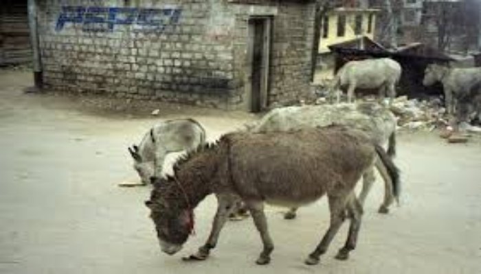 गधों की घटती आबादी से चीन की 58,000 करोड़ की एजियाओ इंडस्ट्री पर मंडराया संकट 1 image 3