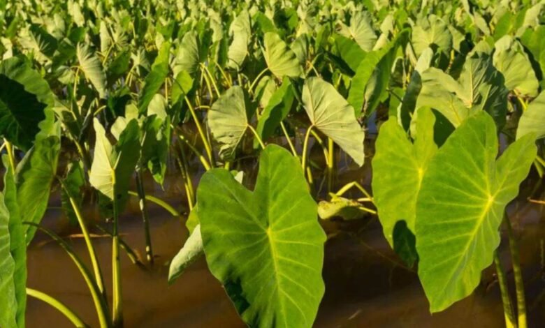 22 09 2023 arbi leaves 23536672