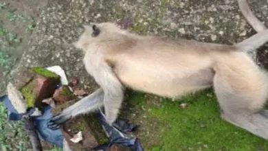 4726096 untitled 41 copy