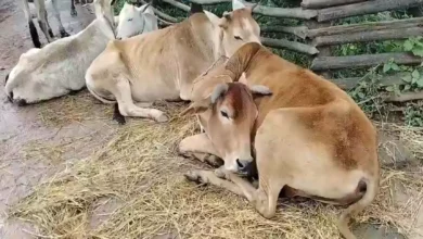 4785680 untitled 8 copy