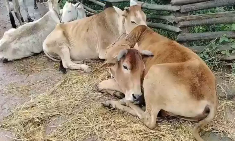 4785680 untitled 8 copy