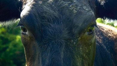 Again Accident With Cows