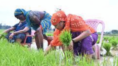 Minister Laxmi Rajwade trolled : धान की रोपाई करती दिखीं मंत्री लक्ष्मी राजवाड़े, सोशल मीडिया पर हुई ट्रोल 2 Minister Laxmi Rajwade trolled