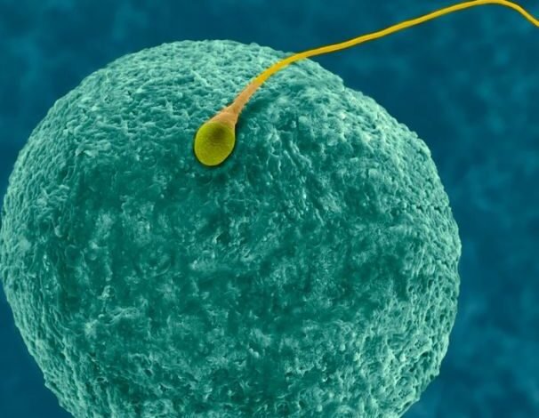 Birth control pill information : अब पुरुषों के पास भी गर्भनिरोधक गोली का विकल्प 1 Birth control pill information