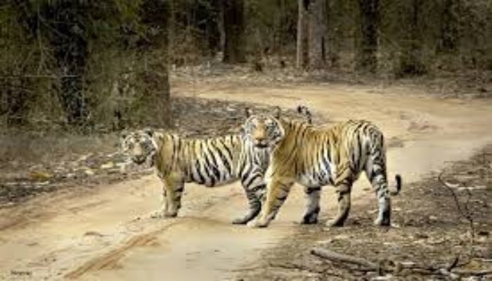 भारत