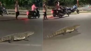 वडोदरा मगरमच्छ, फतेहगंज मगरमच्छ, विश्वामित्री नदी, Vadodara crocodile, Fatehganj crocodile, Vishwamitri river, Crocodile on road, Crocodile rescue, Forest department Vadodara, Viral video crocodile, सड़क पर मगरमच्छ, मगरमच्छ रेस्क्यू, वन विभाग वडोदरा, वायरल वीडियो मगरमच्छ,