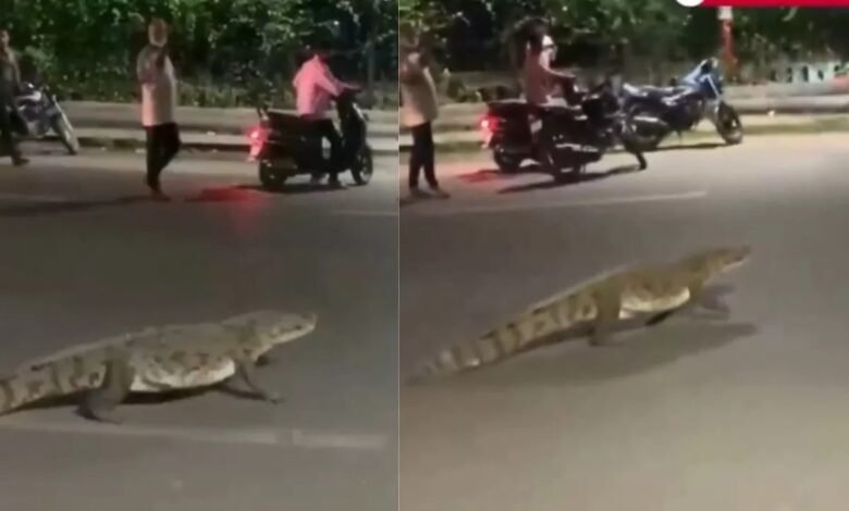 सड़क पर मगरमच्छ, लोगों में हड़कंप; वन विभाग ने पकड़कर नदी में छोड़ा 1 वडोदरा मगरमच्छ, फतेहगंज मगरमच्छ, विश्वामित्री नदी, Vadodara crocodile, Fatehganj crocodile, Vishwamitri river, Crocodile on road, Crocodile rescue, Forest department Vadodara, Viral video crocodile, सड़क पर मगरमच्छ, मगरमच्छ रेस्क्यू, वन विभाग वडोदरा, वायरल वीडियो मगरमच्छ,