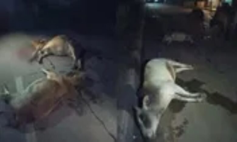 बिलासपुर, आवारा पशु नियंत्रण, जिला प्रशासन आदेश, सड़क दुर्घटना, गायों की मौत,Bilaspur, Stray animal control, District administration order, Road accident, Death of cows, Section 163 implemented, Indian Justice Code 2023, Animal Cruelty Act 1960, धारा 163 लागू, भारतीय न्याय संहिता 2023 , पशु क्रूरता अधिनियम 1960,