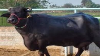 भैंस