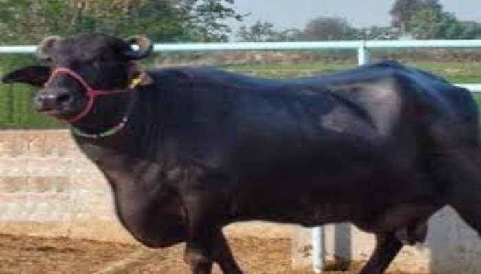 ऑनलाइन ट्रैक्टर-भैंस खरीदो’ के झांसे में फंसे लोग, बीटेक पास ने बनाया ठगी का गिरोह, 7 गिरफ्तार 1 भैंस