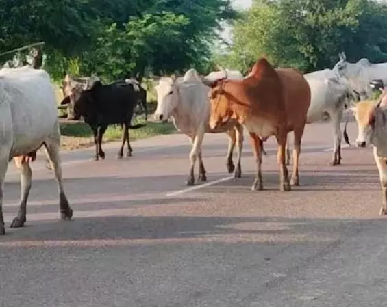 4789453 untitled 29 copy