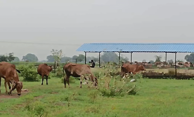 महासमुंद में सड़कों से मवेशियों को हटाने और गौधाम योजना की तैयारी तेज 1 IMG 1296