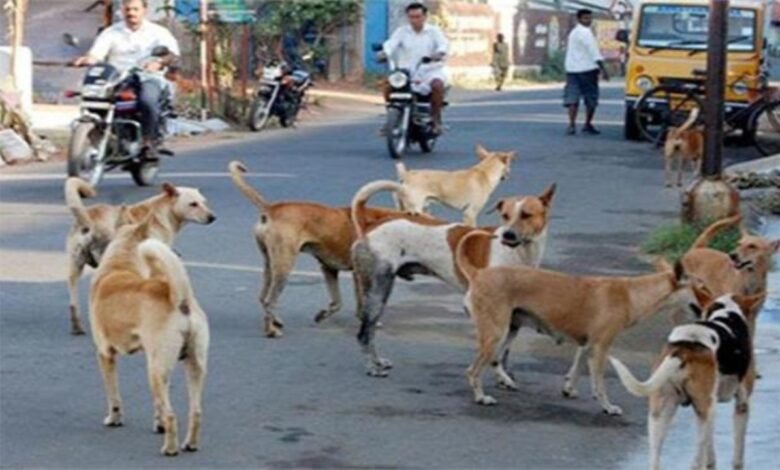 1.53 करोड़ आवारा कुत्ते, 70% वैक्सीनेशन लक्ष्य, 1.53 crore stray dogs, 70% vaccination target, Supreme Court order, Instruction to remove dogs in eight weeks, Shelter home, Master action plan, सुप्रीम कोर्ट आदेश, आठ हफ्तों में कुत्ते हटाने का निर्देश, शेल्टर होम, मास्टर एक्शन प्लान,
