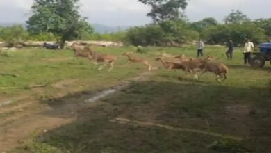 उदंती सीतानदी टाइगर रिजर्व, धमतरी जंगल सफारी, रायपुर से 35 हिरण शिफ्ट, Prey base augmentation प्रोग्राम, , वन विभाग छत्तीसगढ़ , हिरण सांभर नीलगाय संरक्षण ,Udanti Sitanadi Tiger Reserve, Dhamtari Jungle Safari, 35 deer shifted from Raipur, Prey base augmentation program, Forest department Chhattisgarh, Deer Sambhar Nilgai conservation, Drone camera footage, Reducing human-wildlife conflict, Wildlife conservation campaign, Chhattisgarh Biodiversity, ड्रोन कैमरा फुटेज, मानव-वन्यजीव संघर्ष कम करना, वन्यजीव संरक्षण अभियान, छत्तीसगढ़ जैव विविधता,