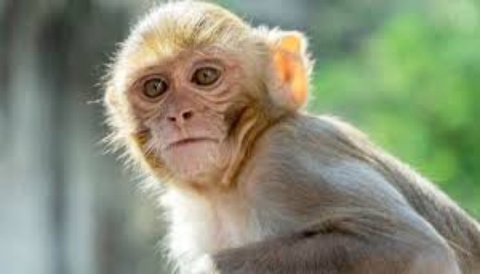बंदर