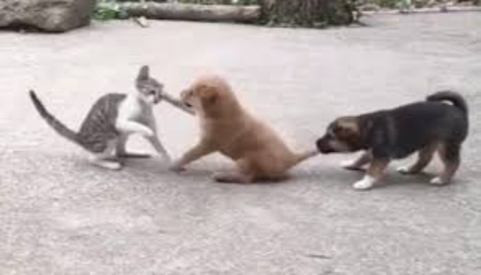 भोपाल