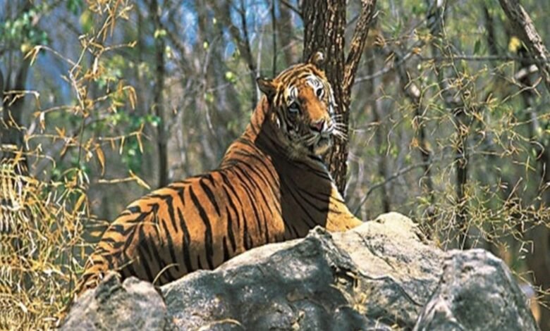 Achanakmar Tiger Reserve, Bilaspur ATR, Tiger population 18, including eight cubs, Forest Minister review meeting, Trap camera monitoring, STPF team tracking, 500 natural water sources, GIS Cell Kota, Tiger Reserve declared in 2009, Grassland development,