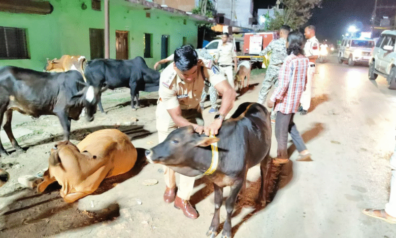 रायगढ़ पुलिस की अनोखी पहल: मवेशियों के गले में लगाए गए रेडियम कॉलर, सड़क हादसे रोकने की कोशिश 1 IMG 3524