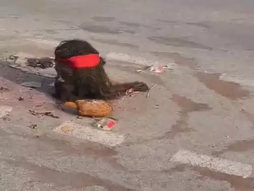 ठेला चौक में मिला इंसानी पुतले का कटा सिर, लोगों में फैली दहशत – तंत्र-मंत्र की चर्चा तेज 1 IMG 4035