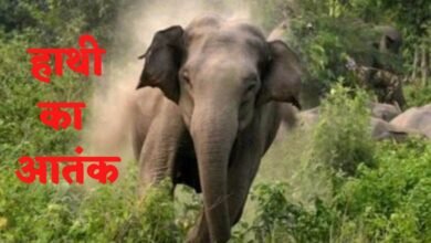 Elephant attack, Balrampur, Wadrafnagar forest range, Madanpur village, Chataniya jungle, human-wildlife conflict, wild elephants, farmer crops damage, forest department, villagers panic,