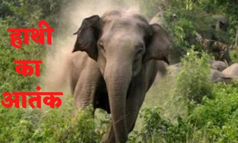 Elephant attack, Balrampur, Wadrafnagar forest range, Madanpur village, Chataniya jungle, human-wildlife conflict, wild elephants, farmer crops damage, forest department, villagers panic,