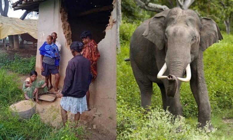 Ambikapur, wild elephants, attack, Badhiyachua, Lalmati, Rajkumar Naik, video attempt, fatal incident, human casualty, forest department, DFO, school closure, crop damage, residential damage, public warning, jungle animals, safety alert, crowd panic,