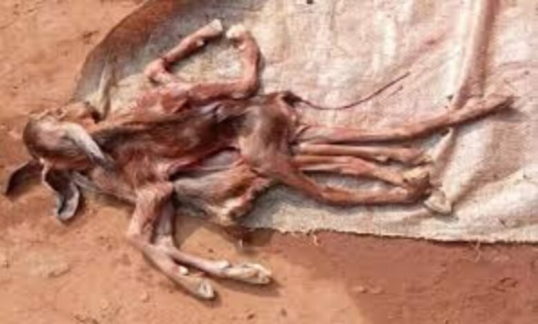 Chhattisgarh, Surajpur, Bokaratola, goat birth anomaly, 8-legged goat, biological anomaly, conjoined twin, rare animal birth, Dr. CK Mishra, Ramkesh Sahu.