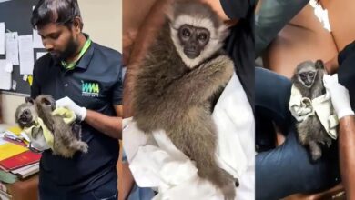 Mumbai Airport, Customs Department, Silvery Gibbon, Wildlife Trafficking, Bangkok, Malaysia, Foreign Tourist, Endangered Species, IUCN, Wildlife Protection Act 1972, Customs Act 1962, Rare Monkey, Indonesia, Java Island, Animal Smuggling, Airport Seizure, Wildlife Crime, Forest Department,