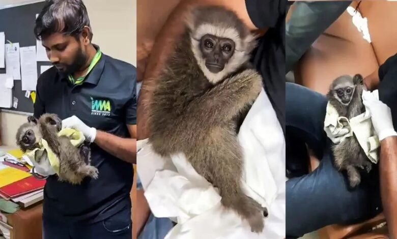 Mumbai Airport, Customs Department, Silvery Gibbon, Wildlife Trafficking, Bangkok, Malaysia, Foreign Tourist, Endangered Species, IUCN, Wildlife Protection Act 1972, Customs Act 1962, Rare Monkey, Indonesia, Java Island, Animal Smuggling, Airport Seizure, Wildlife Crime, Forest Department,