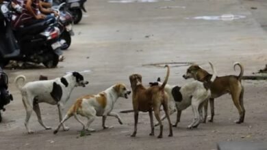 Education Department Order