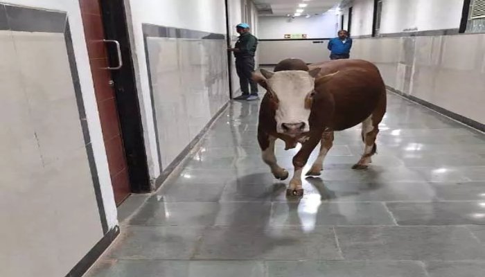 सांड