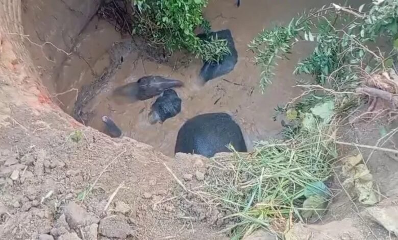 Chhattisgarh, Open Wells, Wildlife Danger, Elephant Rescue, Baranwapara Sanctuary, Forest Department Negligence, Supreme Court Order, CAMPA Fund, Wildlife Protection, Raigarh Incident, Balodabazar Incident, Nitin Singhvi, Open Wells Closure, Animal Safety,