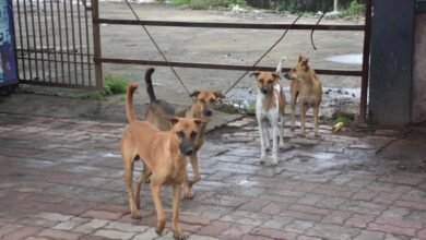 school safety, stray dogs, Chhattisgarh education department, teachers responsibility, dog catcher team, rabies treatment, school campus monitoring, education directorate order, teacher unions reaction, student safety, administrative directive, school management, rural schools, urban schools,