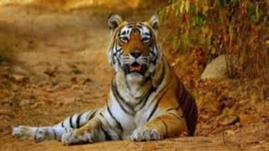 छत्तीसगढ़