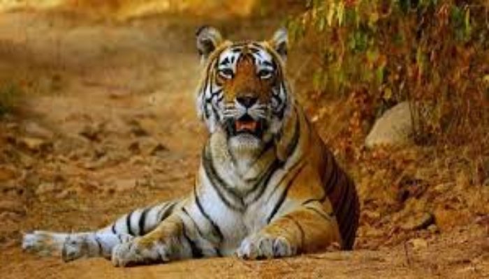 छत्तीसगढ़