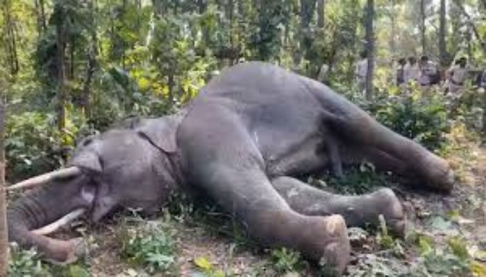हाथी