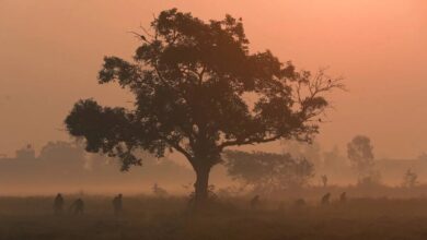 Cold Wave, North India Weather, IMD Alert, Madhya Pradesh, Maharashtra, Telangana, Chhattisgarh, Vidarbha, South India Rain, Tamil Nadu Heavy Rain, Karnataka Rain, Kerala Rain, Andhra Pradesh Rain, Himachal Snowfall, Uttarakhand Temperature Drop,