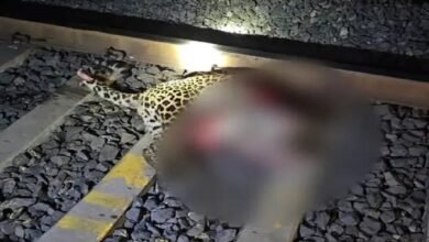 Death Of Leopard