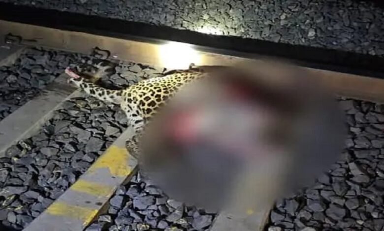 Death Of Leopard: मालगाड़ी की चपेट में आया तेंदुआ, मौके पर मौत, सुरक्षा इंतजामों पर उठे सवाल 1 Death Of Leopard