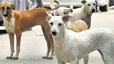 राजनांदगांव में बढ़ते आवारा कुत्तों का आतंक, निगम ने तेज किया बधियाकरण अभियान 4 IMG 5835