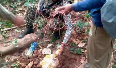 छोटेडोंगर के जंगलों में बड़ी सफलता: सुरक्षा बलों ने नक्सलियों के लगाए तीन आईईडी बम बरामद कर नष्ट किए 7 IMG 5991