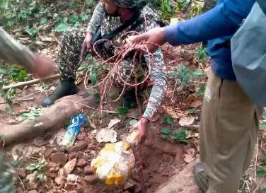 छोटेडोंगर के जंगलों में बड़ी सफलता: सुरक्षा बलों ने नक्सलियों के लगाए तीन आईईडी बम बरामद कर नष्ट किए 1 IMG 5991