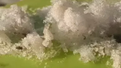 comp 2 11766820233 1766887822