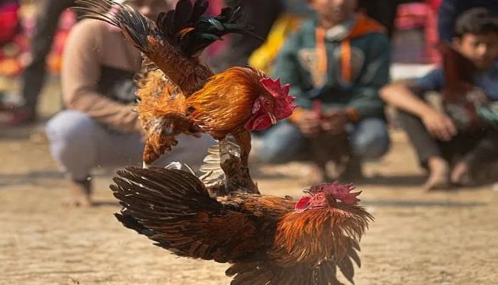 मकर संक्रांति से पहले गोदावरी में मुर्गा लड़ाई की तैयारी तेज, लाखों के मुर्गों पर करोड़ों का दांव 1 image 11 9